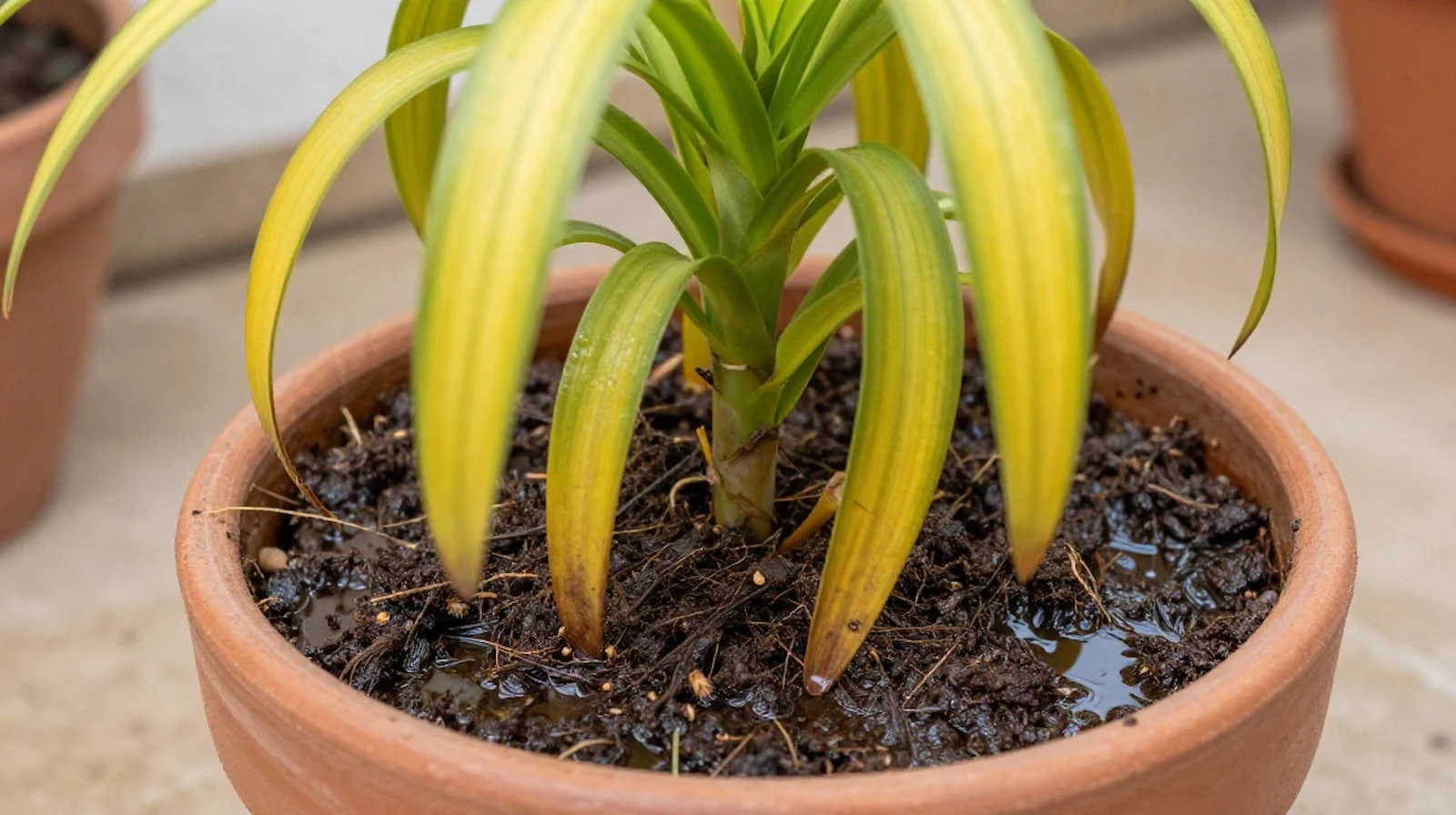 Planta mustia en maceta con sustrato encharcado mostrando síntomas de exceso de agua