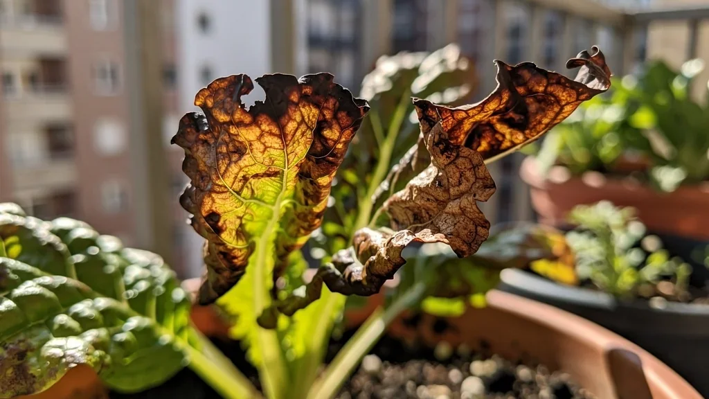 Detalle de hojas de tomate con puntas marrones y secas en maceta de terraza